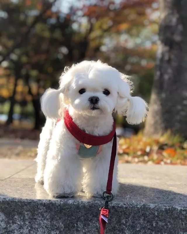 狗狗月经很久——探究背后的原因与解决办法