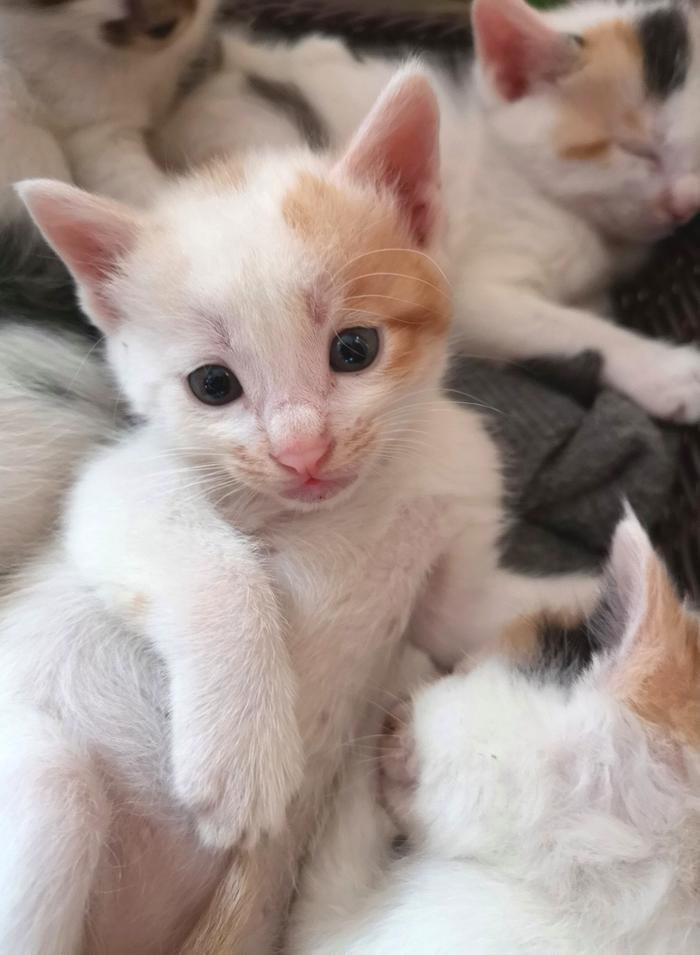 狗狗拉哪？揭秘宠物护理中的小秘密